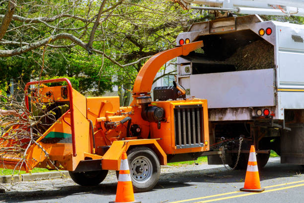 Best Large Tree Removal  in New Castle, DE